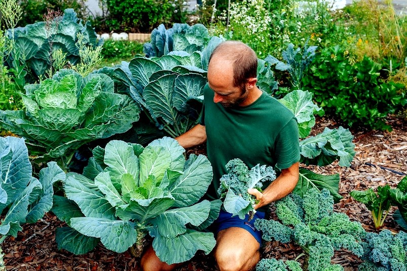 Food Forest Abundance with Jim Gale, Be Your Own Gardener, man with cabbage plants in the Garden, Rob Greenfield's Guide to Gardening for Beginners, Medical Freedom and Natural Health